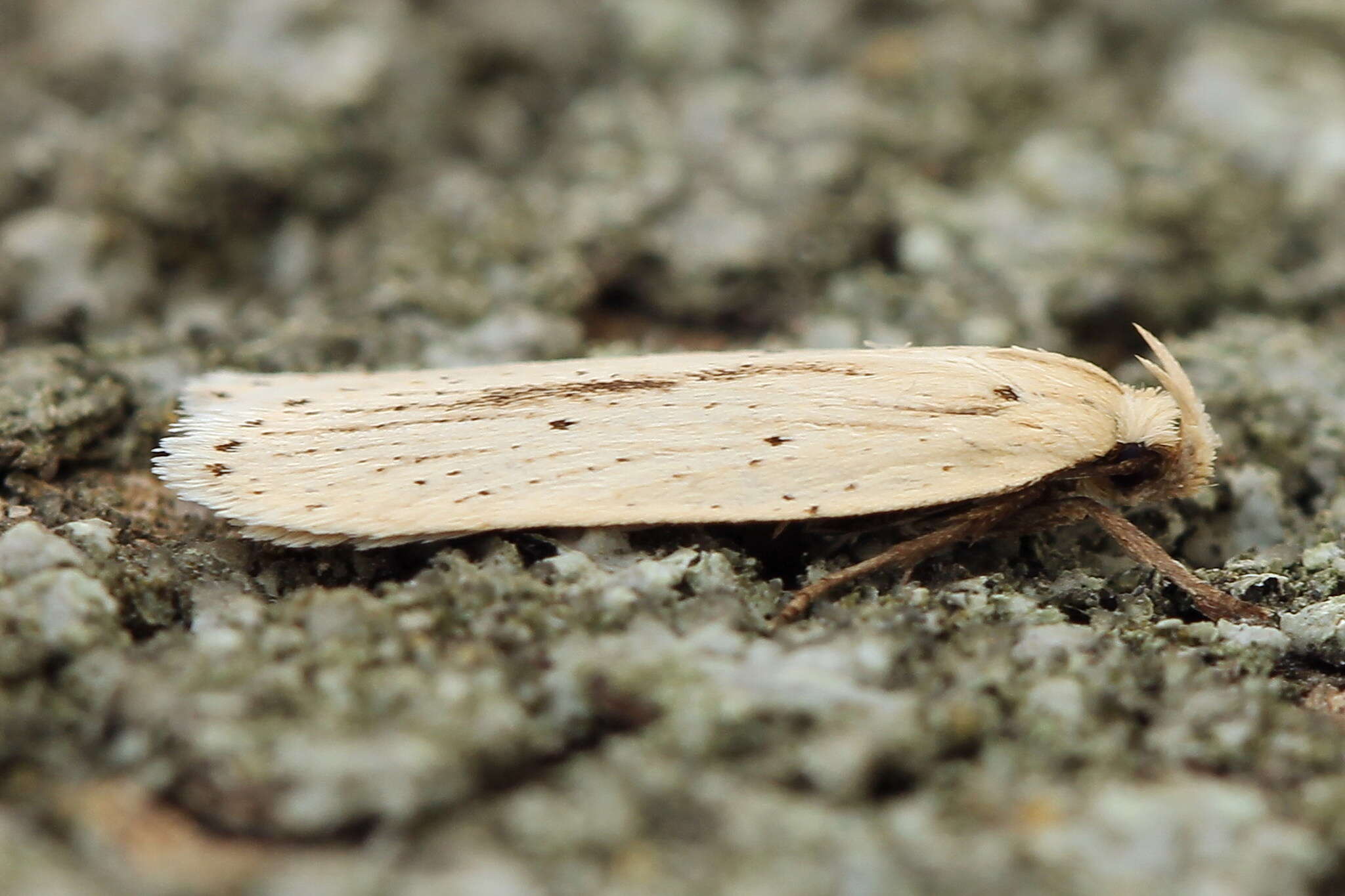 Imagem de Agonopterix pallorella Zeller 1839