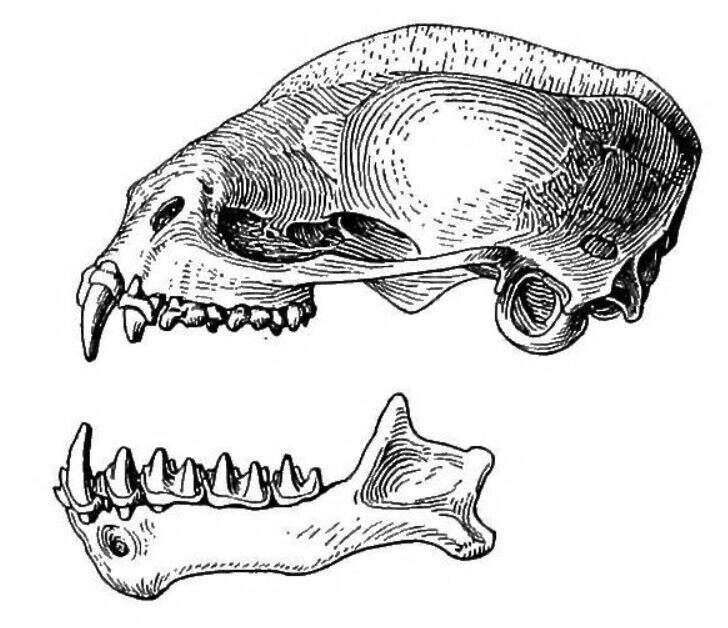 صورة Molossus rufus E. Geoffroy 1805