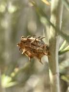 Image of Rhopalomyia utahensis Felt 1916