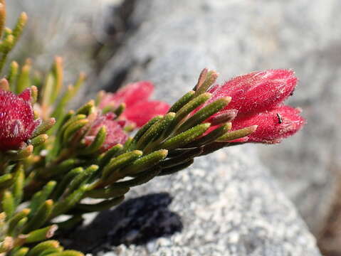 Image of Erica cameronii L. Bolus