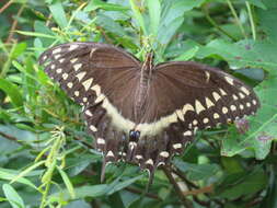 Image of Palamedes Swallowtail