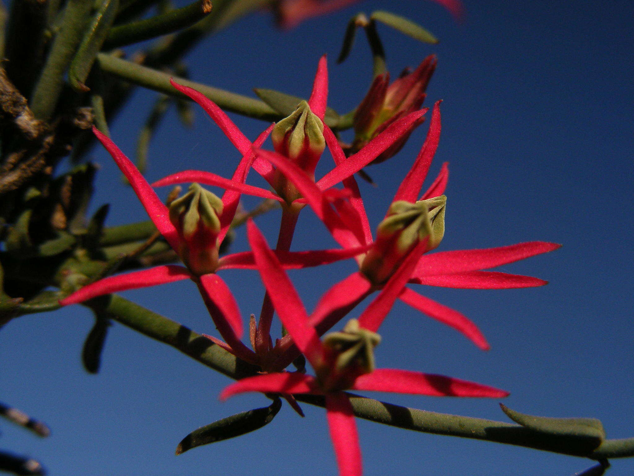 Image of Microloma calycinum E. Mey.