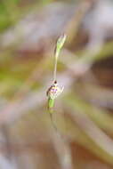 Image of Swamp sun orchid