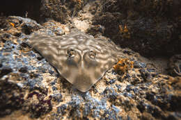 Image of Southern Banded Guitarfish