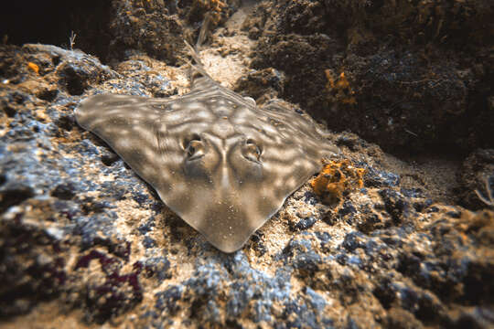 Image of Southern Banded Guitarfish