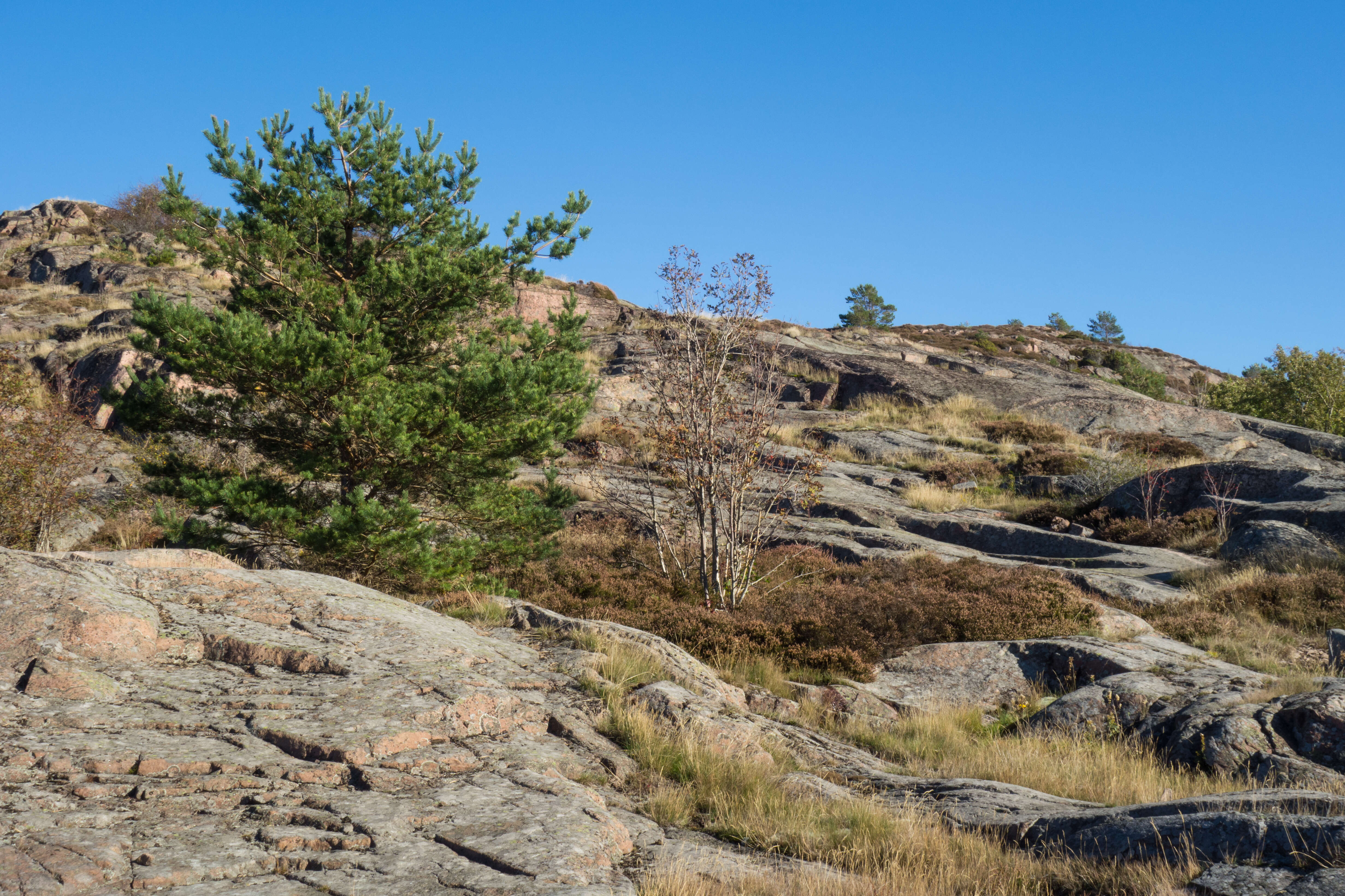 Image of rowan,  moutain ash