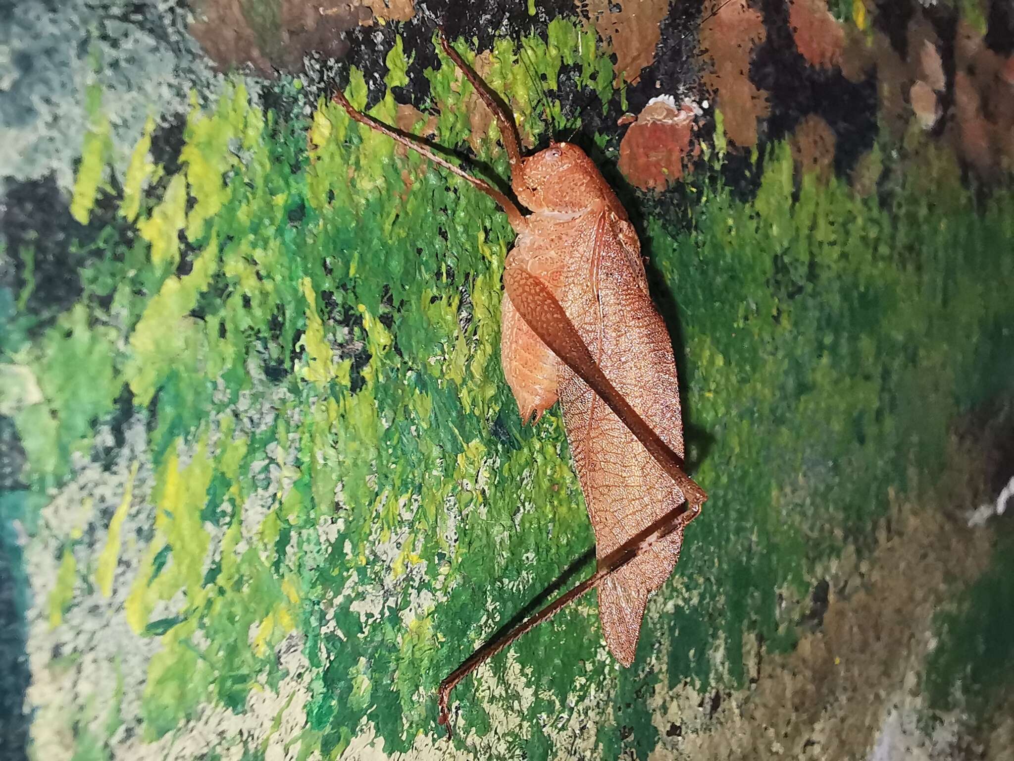 Image of Texas False Katydid