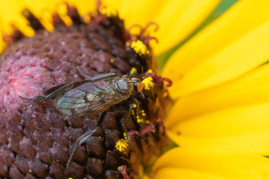 Image of Empis clausa Coquillett 1895