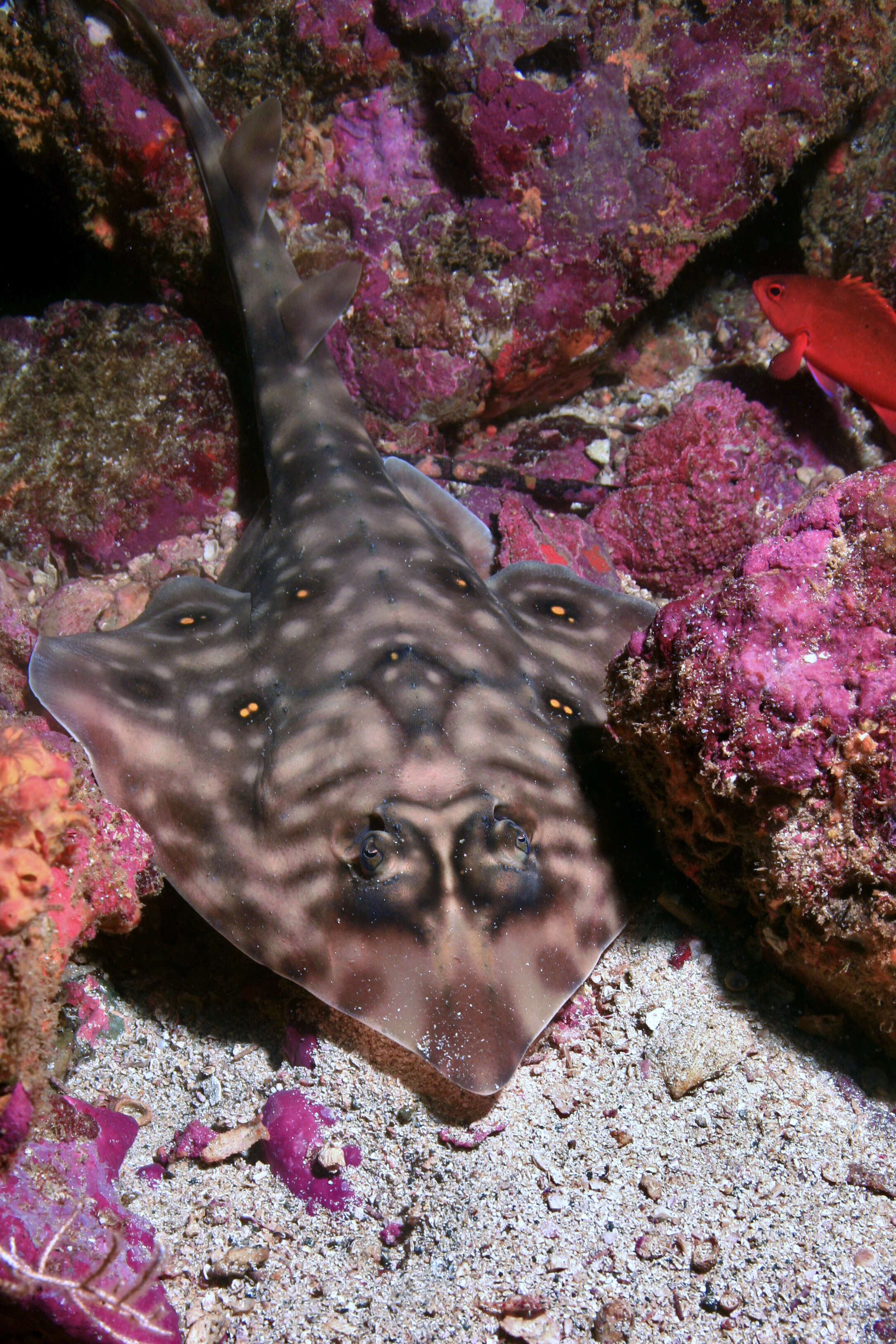 Image of Southern Banded Guitarfish