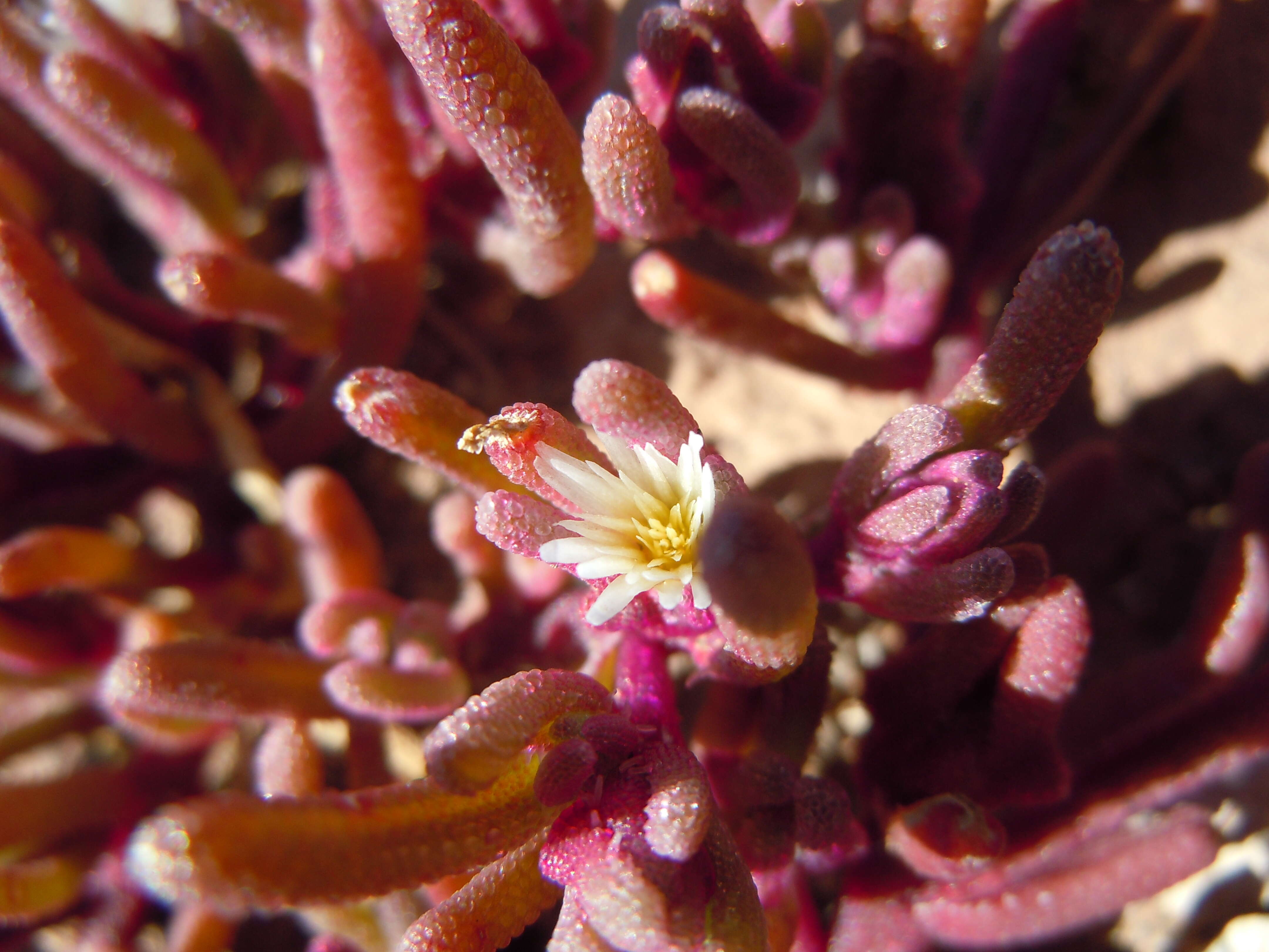 Mesembryanthemum nodiflorum L.的圖片