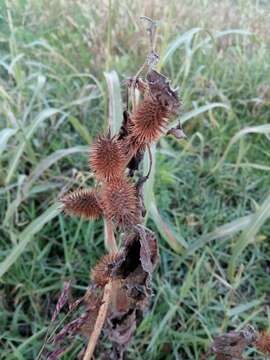 Plancia ëd Xanthium strumarium subsp. strumarium