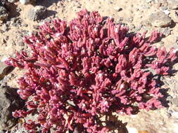 Image of slenderleaf iceplant