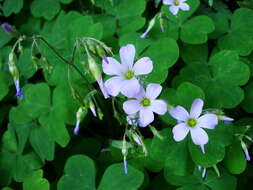 Sivun Oxalis linarantha A. Lourteig kuva