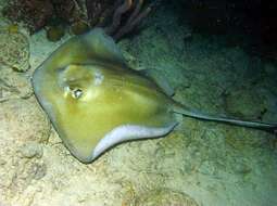 Image of whiptail stingrays