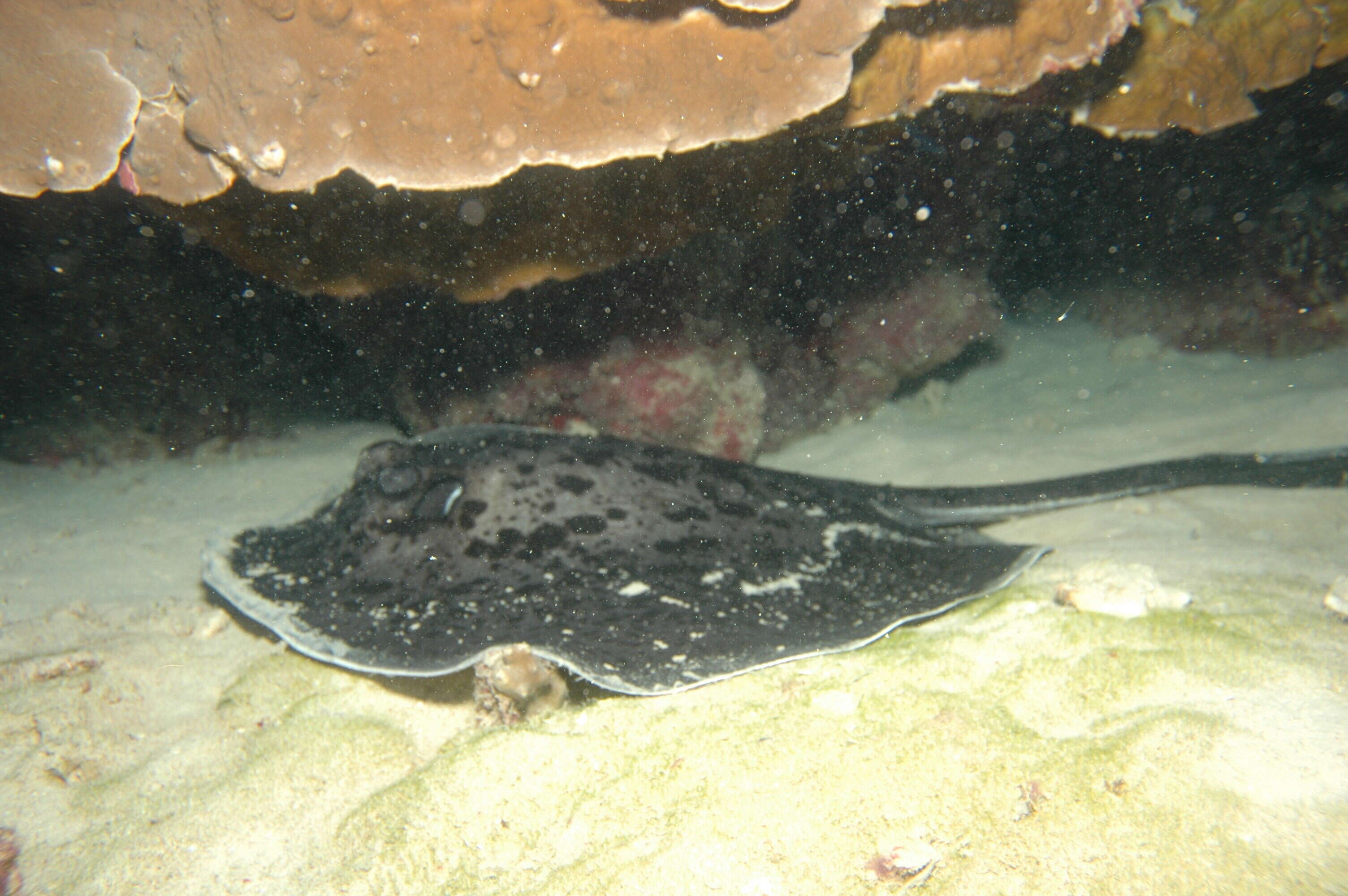 Image of Taeniurops