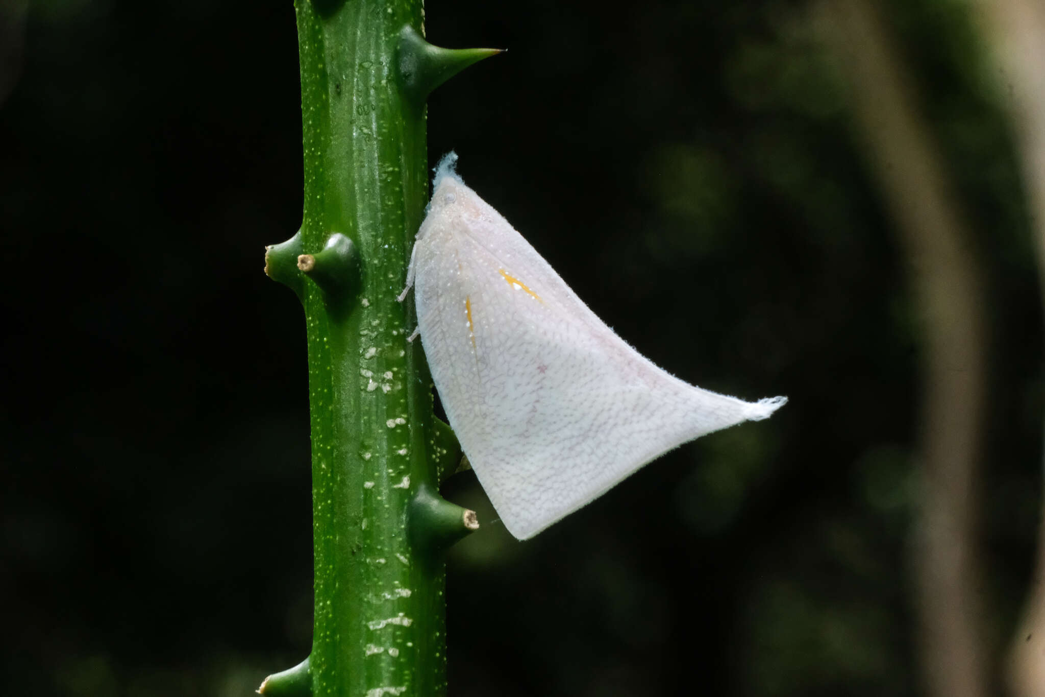 Image of Lawana imitata (Melichar 1902)