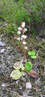 Image of Pyrola media Sw.