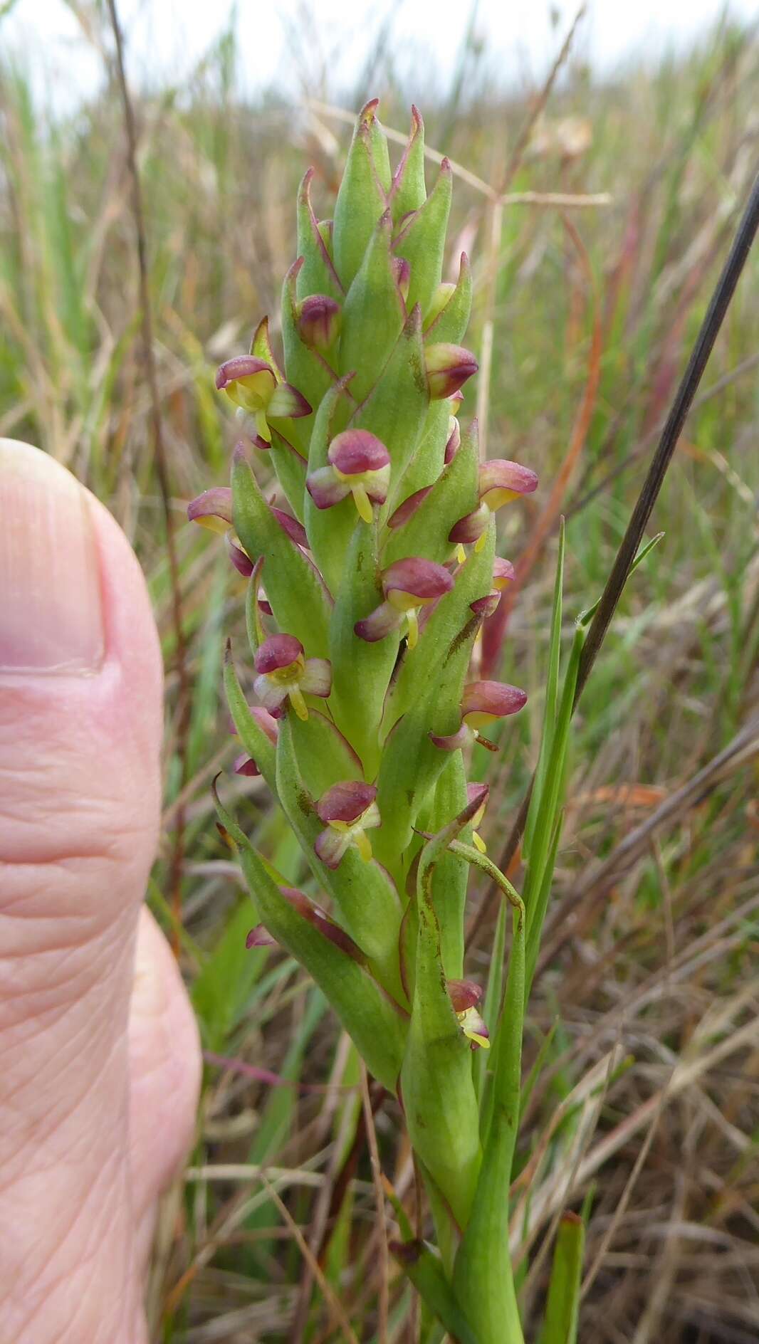 Image of African weed-orchid