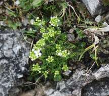 Imagem de Hornungia alpina subsp. alpina