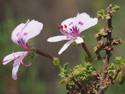 Image of Pelargonium crispum (Berg.) L'Her.