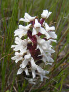 Image of Disa alticola H. P. Linder