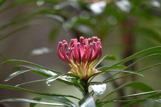 Image of Telopea mongaensis Cheel