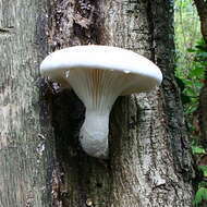 Image of Pleurotus dryinus (Pers.) P. Kumm. 1871