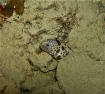 Image of Large-spotted snake moray