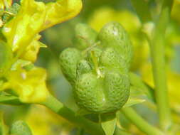 Image of fringed rue