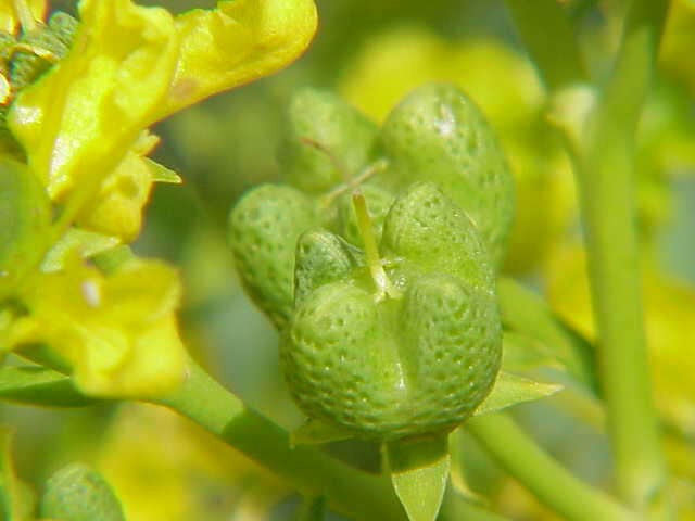 Image of fringed rue