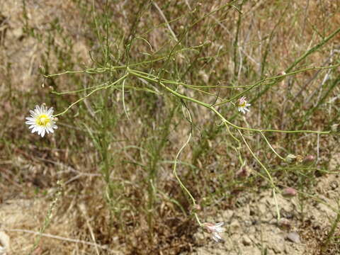 Image of cliff desertdandelion