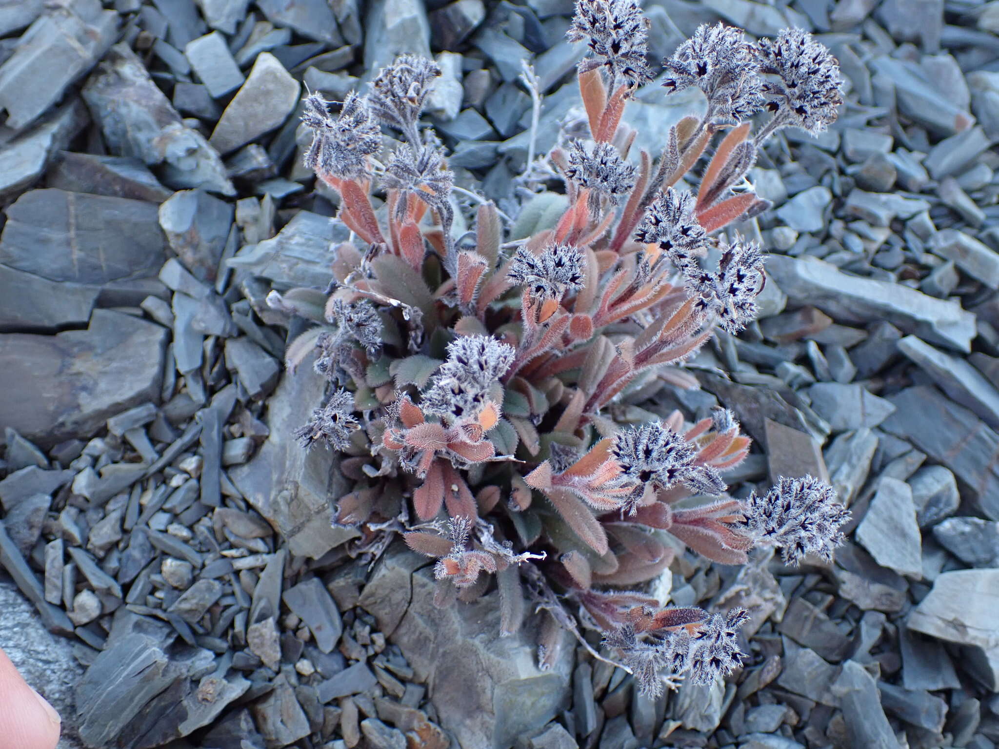 Image of Myosotis traversii var. cantabrica L. B. Moore