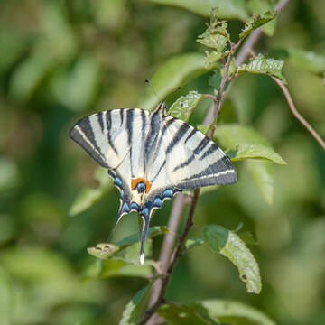 Image of Iphiclides