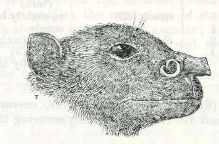 Image of Dobson's Tube-nosed Bat