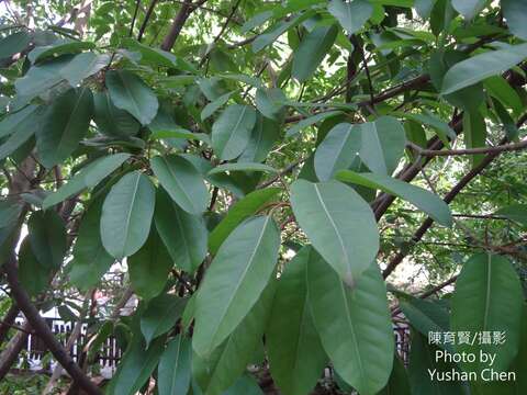 Plancia ëd Ficus caulocarpa Miq.