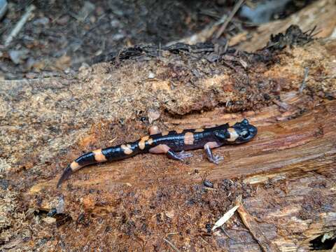 Image of Common Ensatina