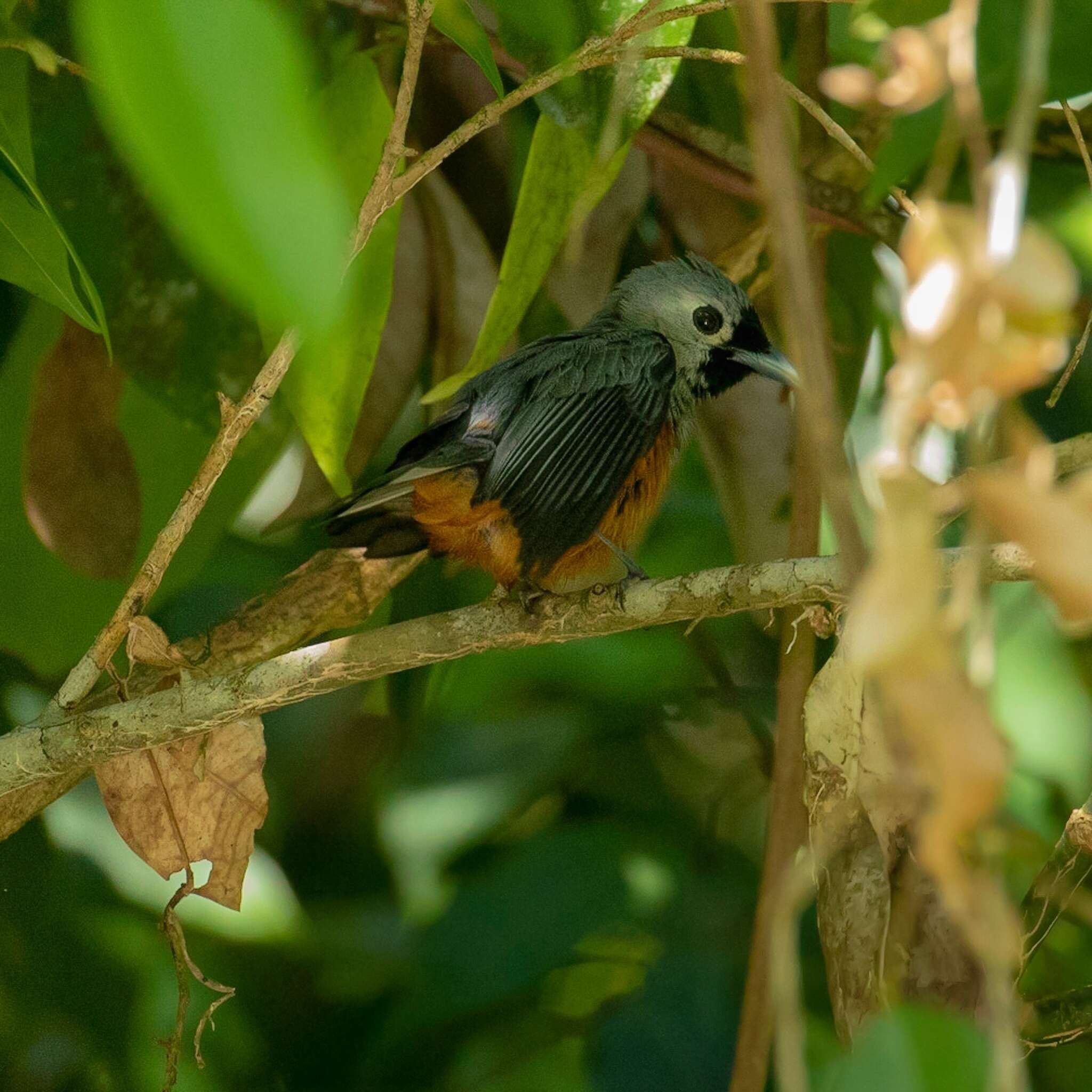 Image of Black-winged Monarch