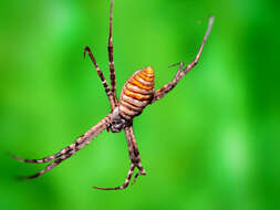 Image of Banded Argiope