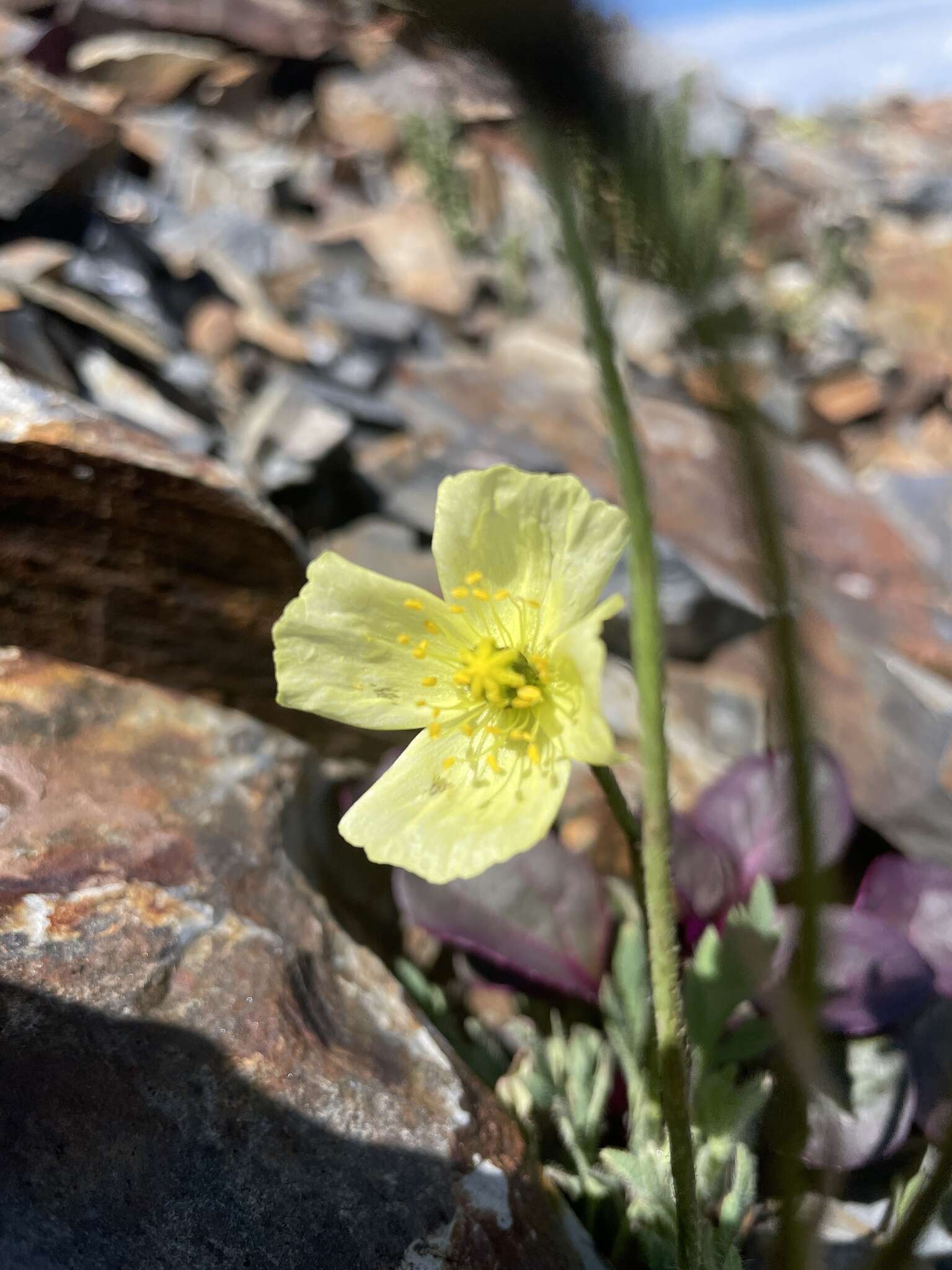 Image of Papaver radicatum subsp. kluanense