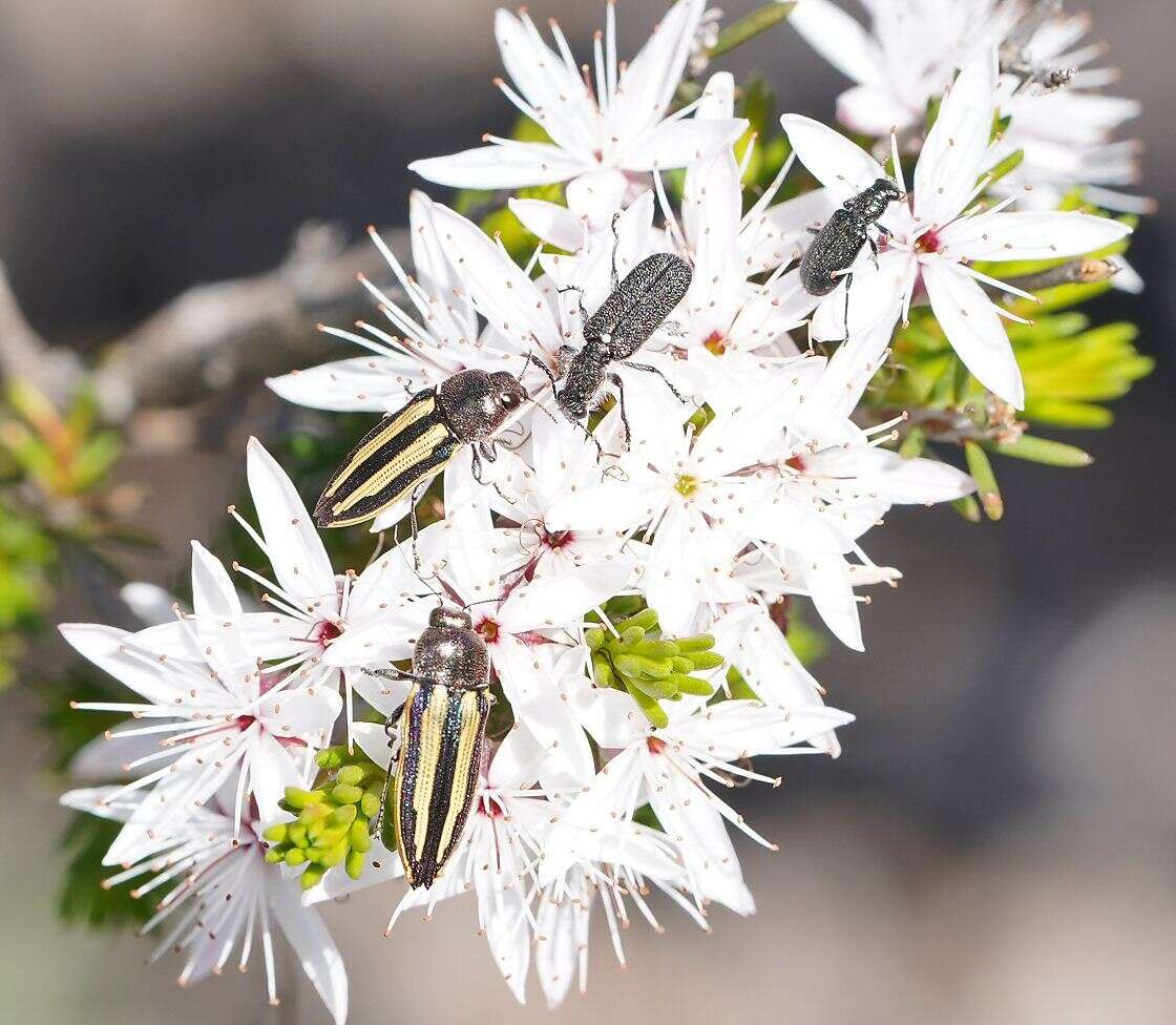 Sivun Castiarina vittata (Saunders 1868) kuva