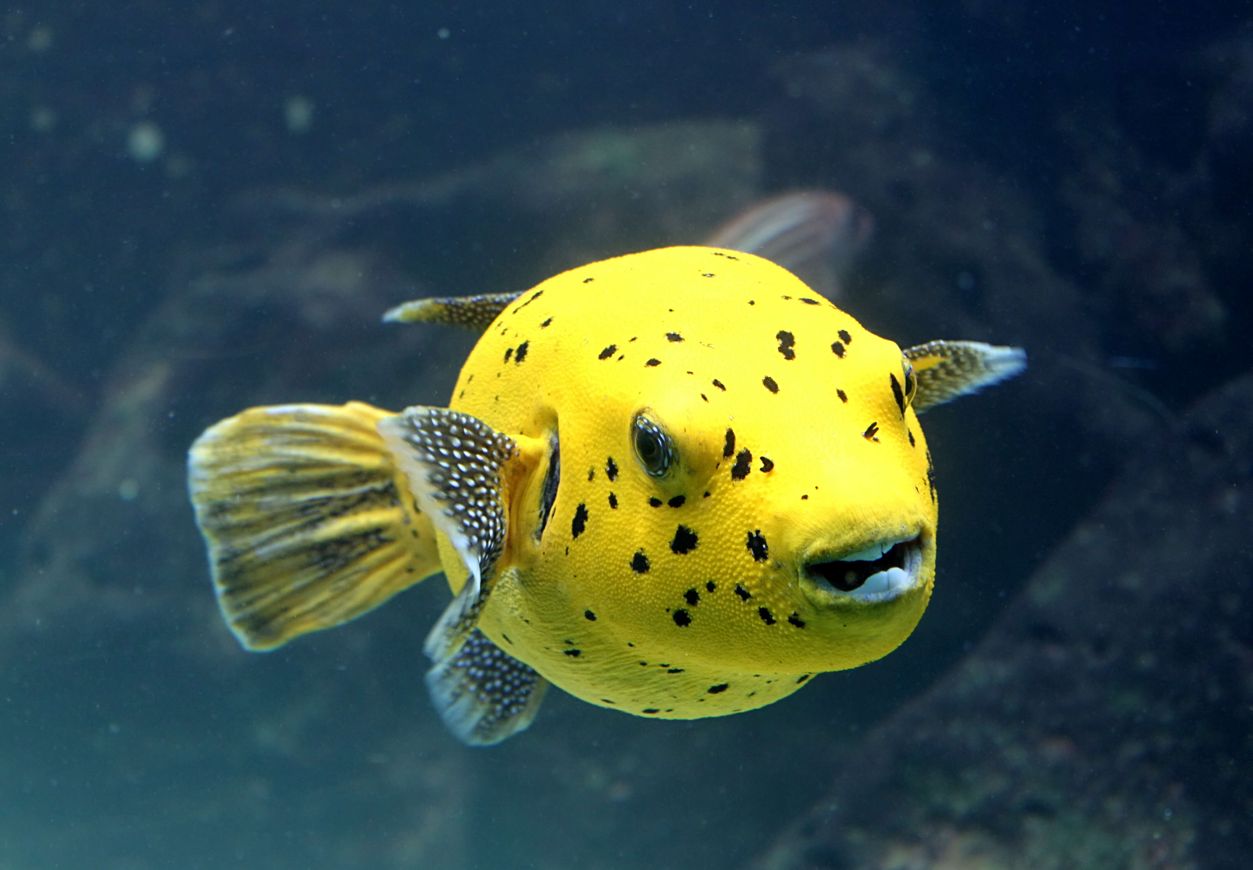 Image of Black Spotted Blow Fish