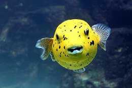 Image of Black Spotted Blow Fish