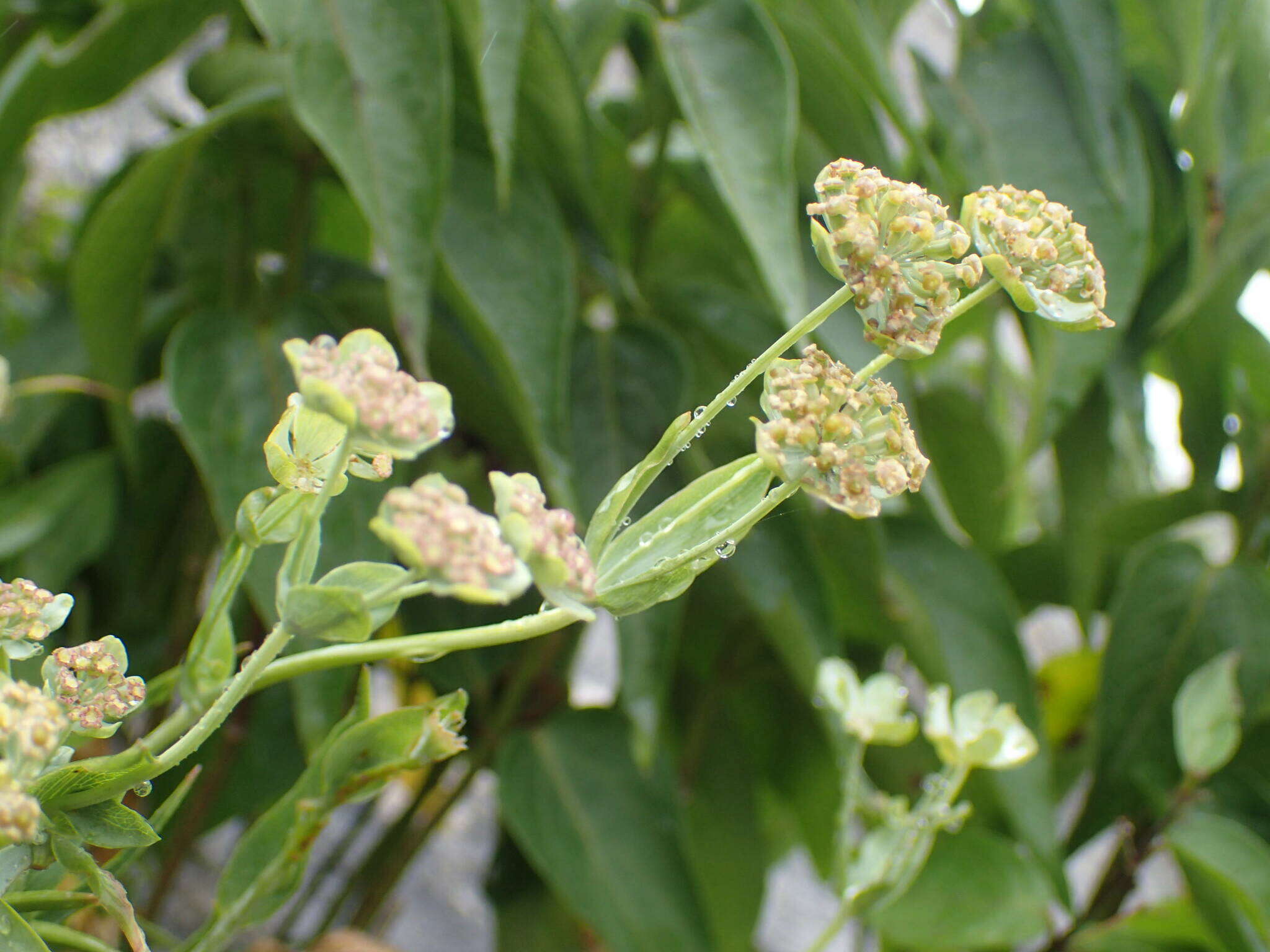 Bupleurum angulosum L. resmi