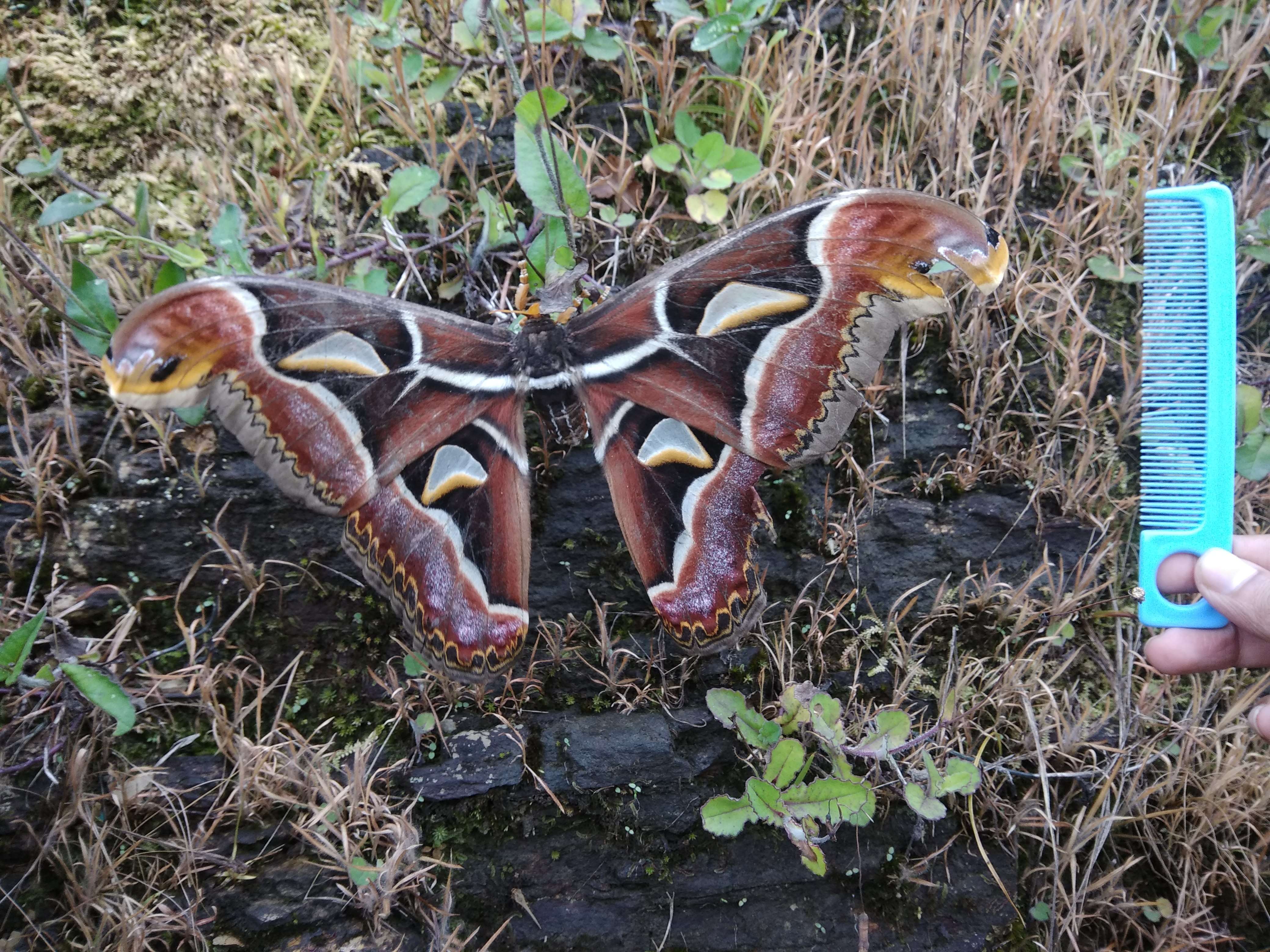 Image de Attacus atlas (Linnaeus 1758)