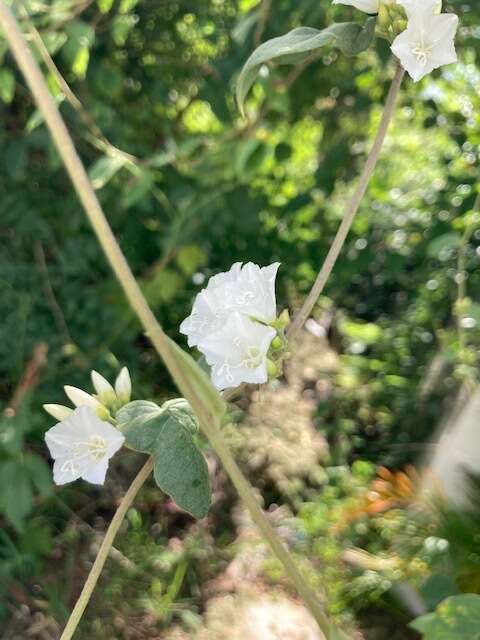 Слика од Jacquemontia nodiflora (Desr.) G. Don