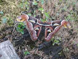 Image of atlas moth