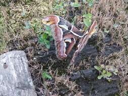 Image de Attacus atlas (Linnaeus 1758)