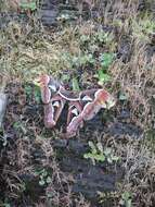 Image de Attacus atlas (Linnaeus 1758)