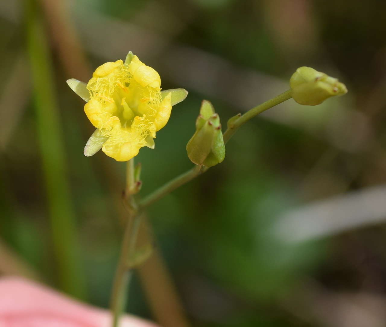 Image of Ornduffia reniformis (R. Br.) Tippery & Les