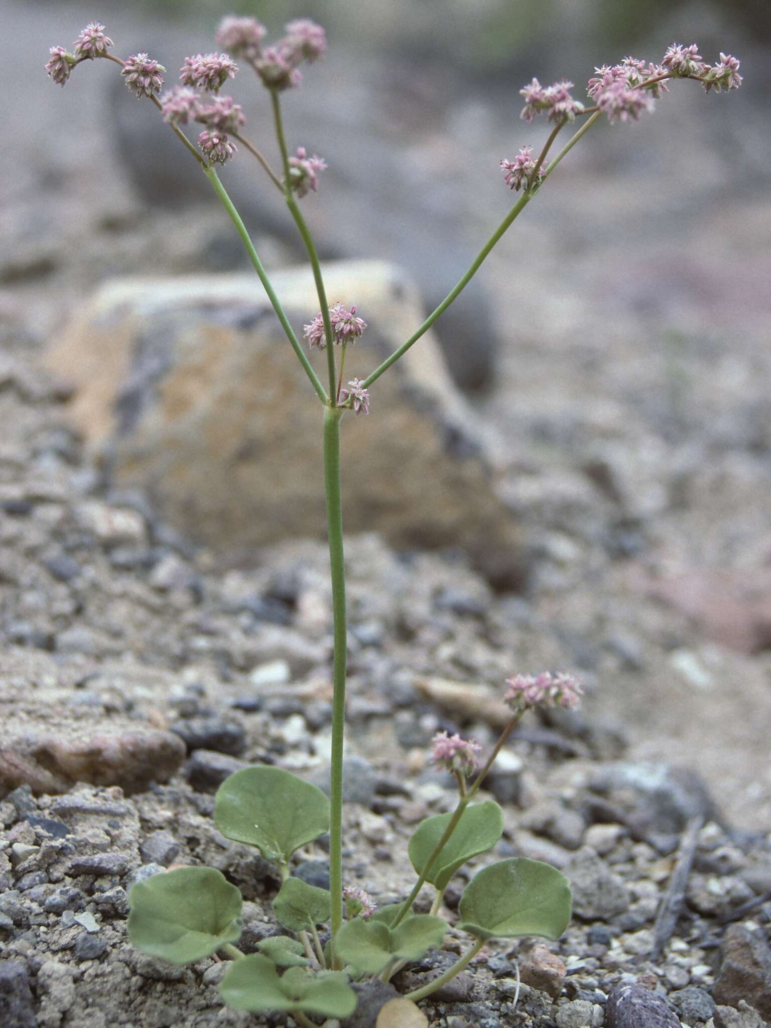 Image of volcanic buckwheat